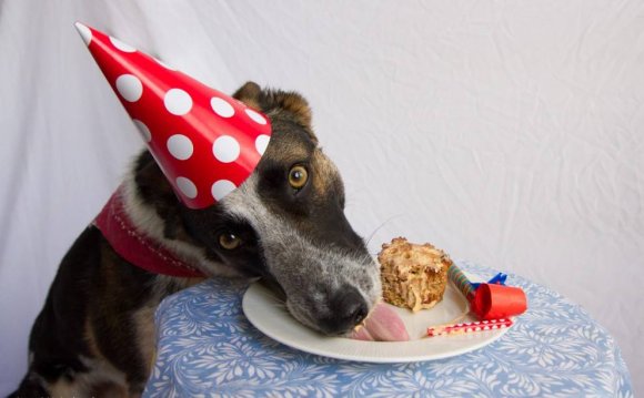 Dog licking birthday cake