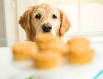 Doggie Pupcakes for Einstein's 7th Birthday by @browneyedbaker :: width=