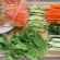 Easy Fresh Spring Rolls recipe