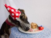 Cupcakes for dogs Recipes easy
