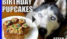 BIRTHDAY CUPCAKES for the DOG How to Dog Birthday Pupcakes