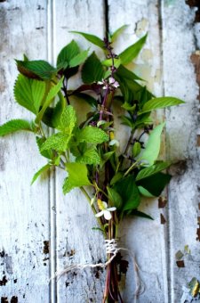 vietnamese herbs