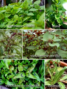 VIetnamese Herbs